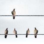 Elevating Your View: Birds on wires