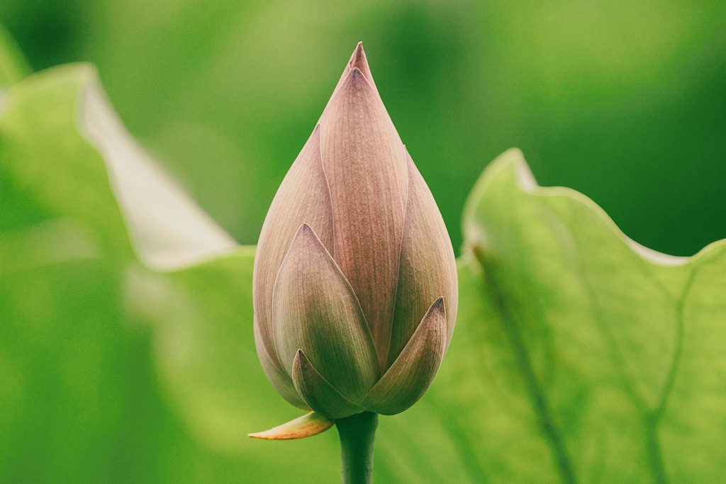 Light pink springtime bud surrounded by green leaves signifying growth and possibility 