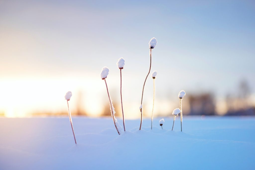 A row of emerging plants are covered by snow as a soft glow of sunset light filters through a fresh blanket of snow across the ground.