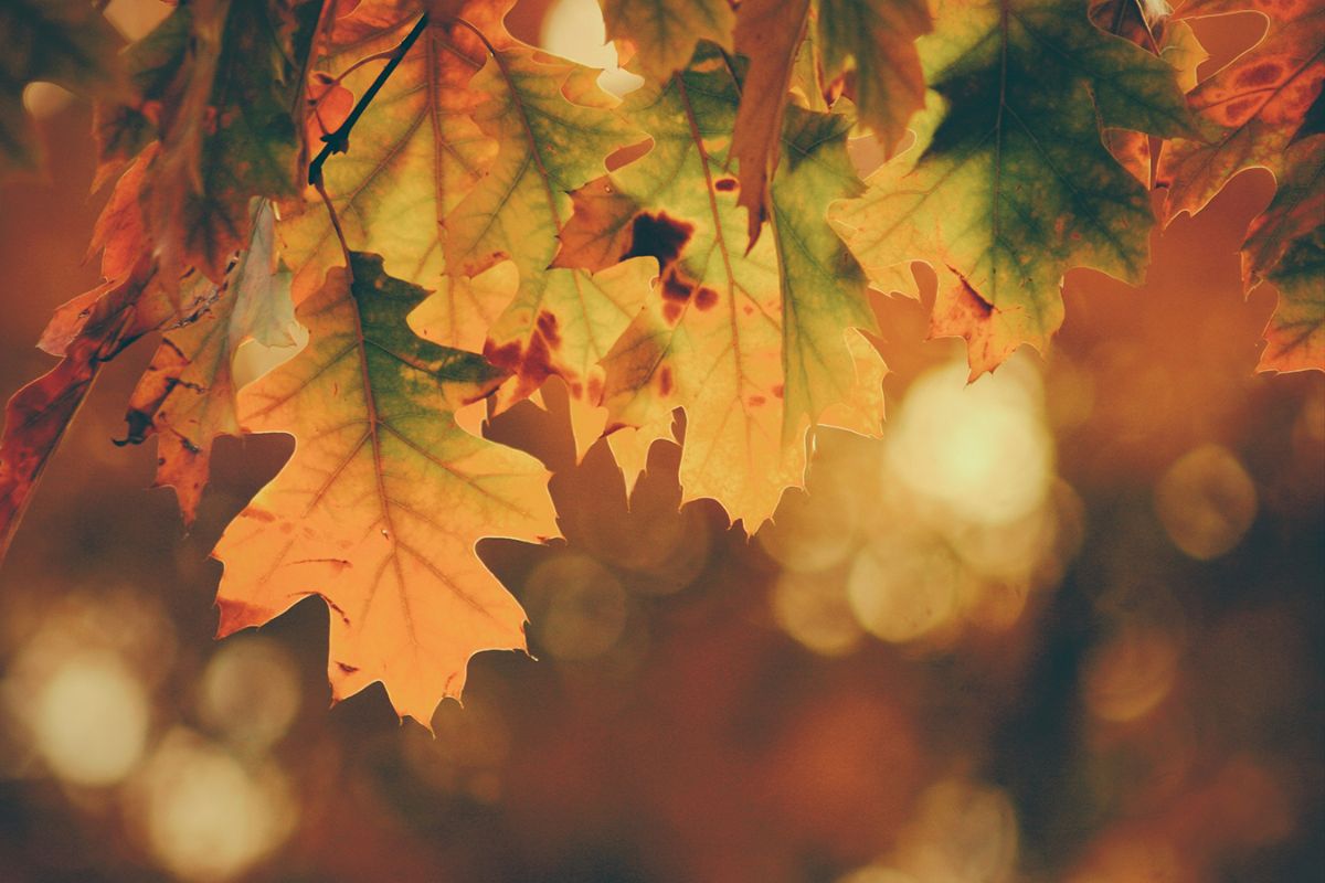 Close-up of autumn leaves in warm colors with blurred patches of the light in the distance. 