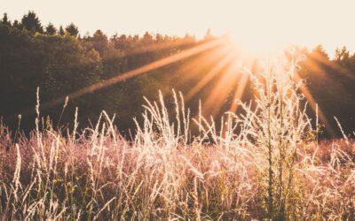 Harvesting the Small Moments That Shape Us